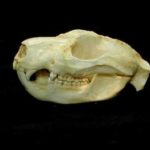 northern common cuscus skull