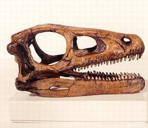 eoraptor dinosaur skull replica