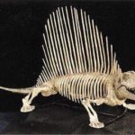 xyrKM-lDNxm-eIwjR-Dimetrodon_dinosaur_complete_skeleton_replica_BYU_45394