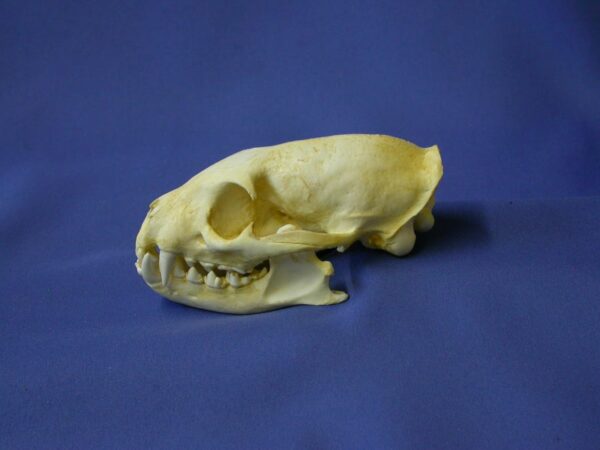 yellow male mongoose skull CADJL0015