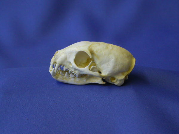 yellow mongoose skull replica