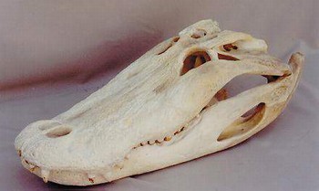 American Alligator Skull Replica