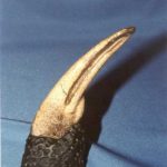 ypjXg-SnLLI-lGBVrOrnithomimus_foot_claw_dinosuar_fossil_replica