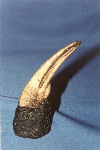 Ornithomimus Foot Claw Dinosaur Fossil