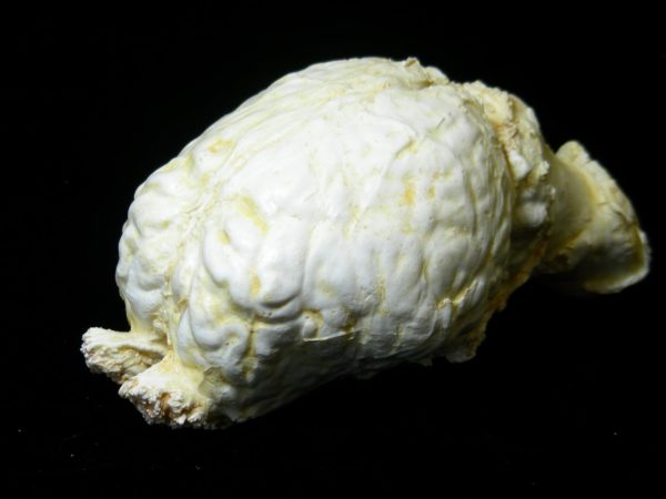 zebra-brain-replica zebra brain replica