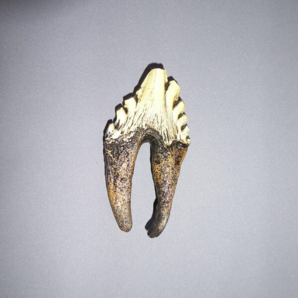 zygohiza whale molar replica angled right