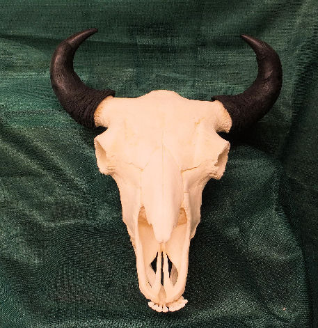 Buffalo Male Skull