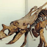 Chasmosaur Belli dinosaur skull