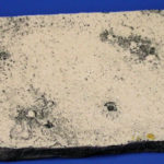 Crinoid Saccocoma petinata Panel