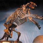 Eremotherium-Mirabile-Giant-Ground-Sloth-Skeleton-Cast-AA101A