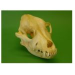 Pit bull Dog Skull Replica