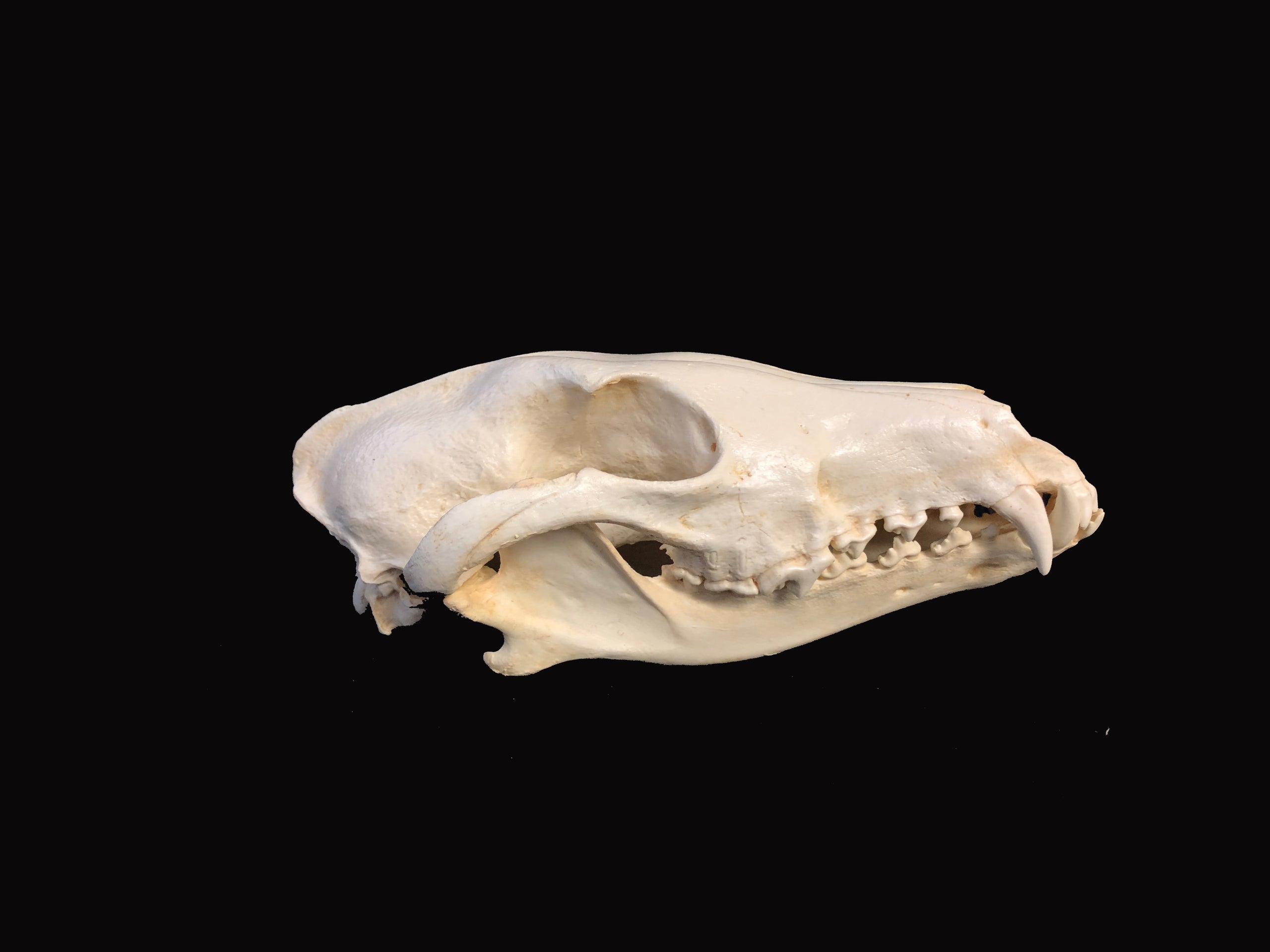 Red Wolf Skull Replica SkeletonsAndSkullsSuperstore