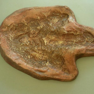 Dinosaur Footprint Eubrontes Replica