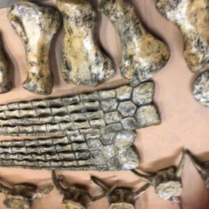 plesiosaurus disarticulated skeleton bone AA108