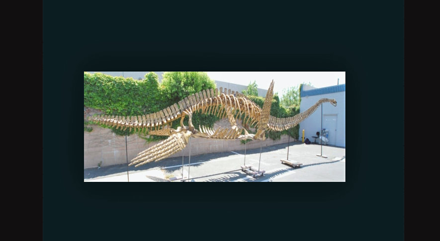 Plesiosaurus Dinosaur-Era Skull Model 1/2 Scale Replica
