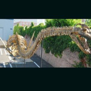 plesiosaurus mounted skeleton replica outside AA108