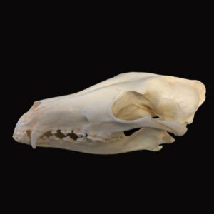 red wolf skull replica left view