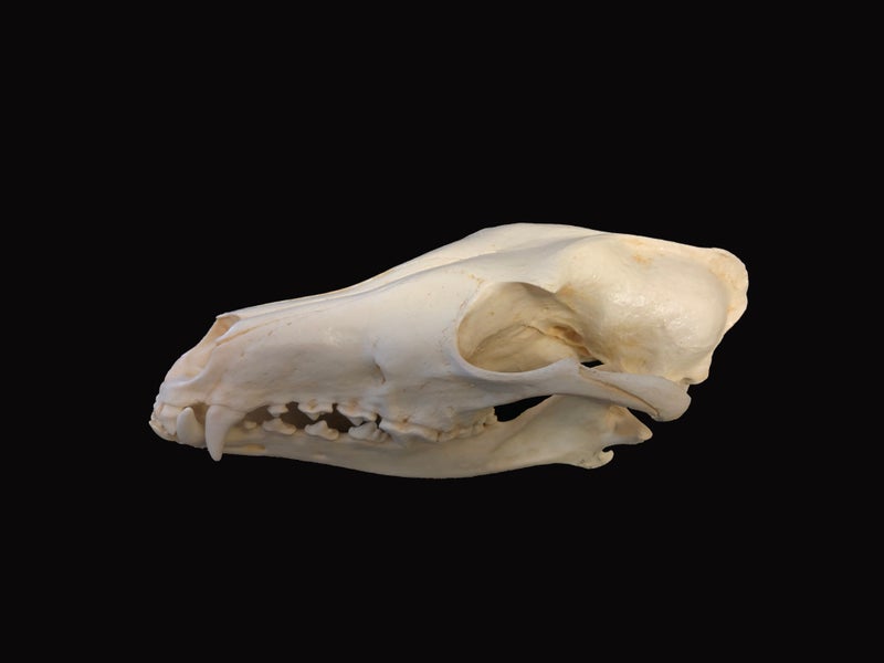 red-wolf-skull-replica-left-view