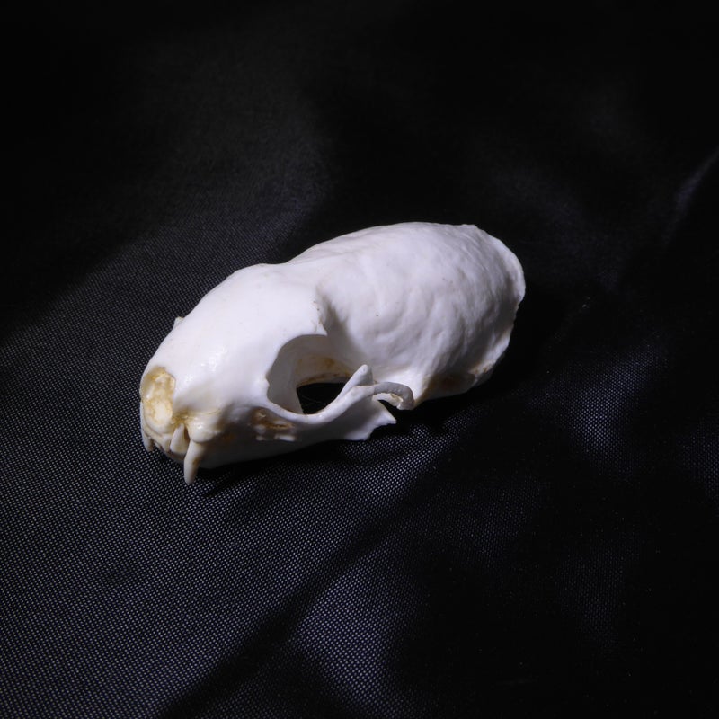Eurasian-Ermine-Skull-facing-left-dark-background-RS093
