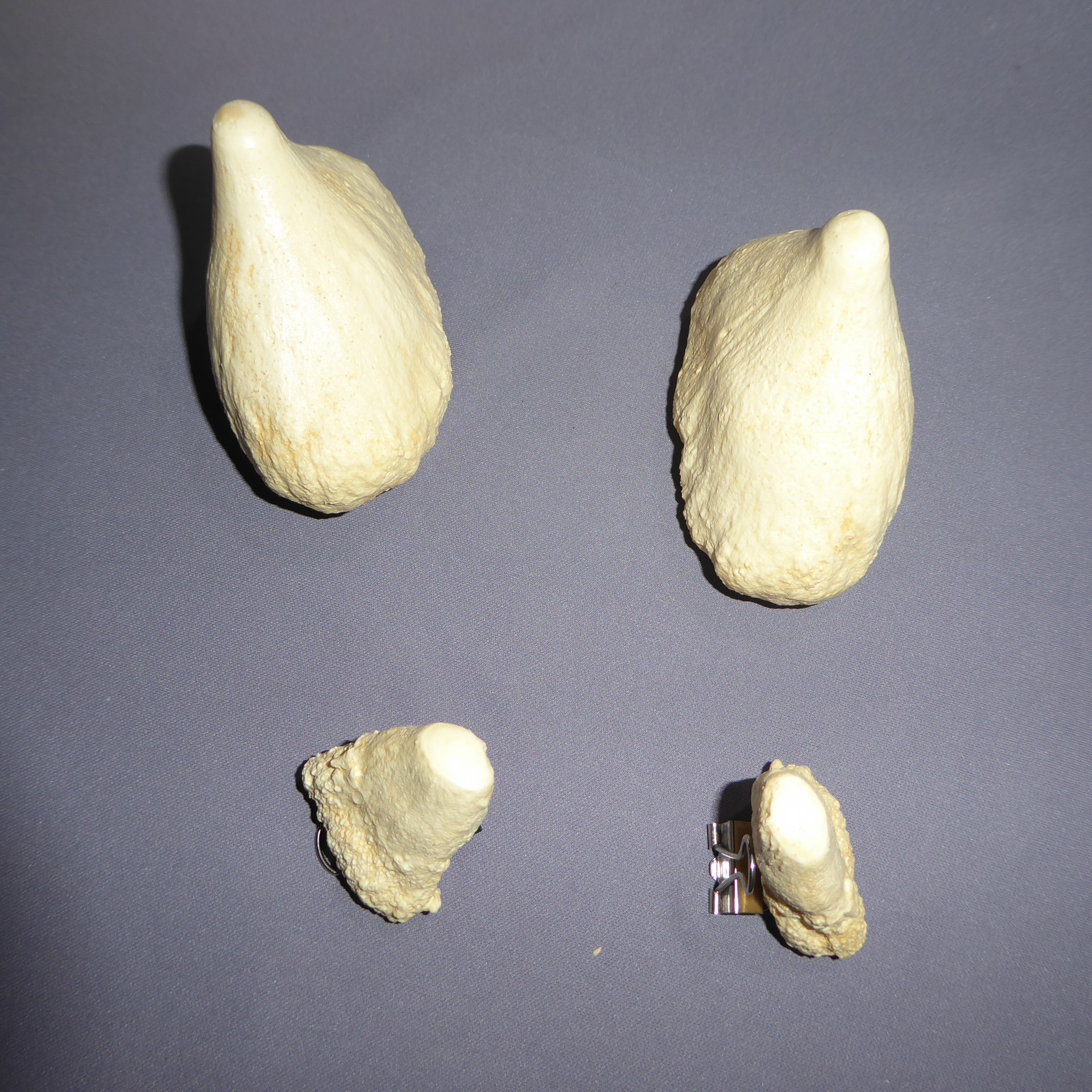 Bairds Beaked Whale Teeth SkeletonsAndSkullsSuperstore