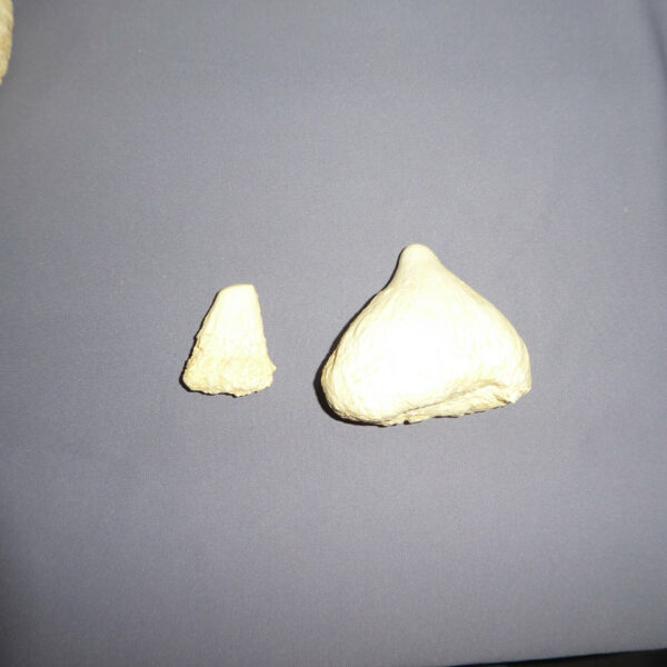 bairds beaked whale teeth replicas