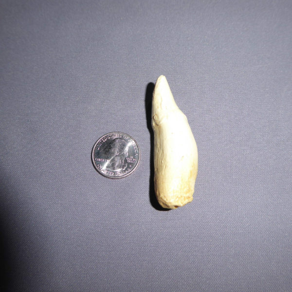 false killer whale tooth