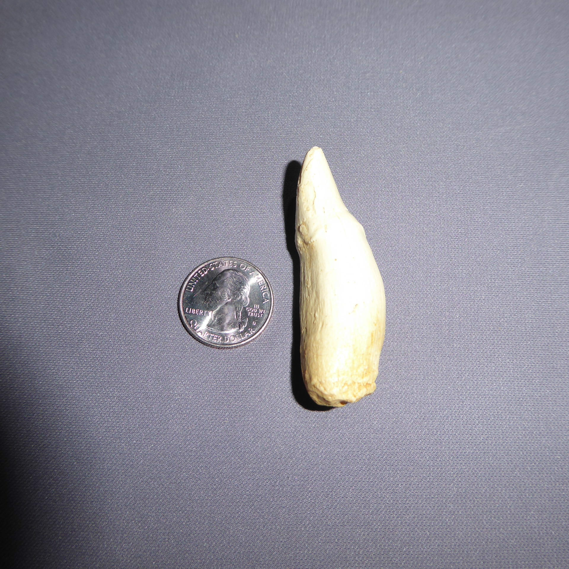False Killer Whale Tooth - SkeletonsAndSkullsSuperstore