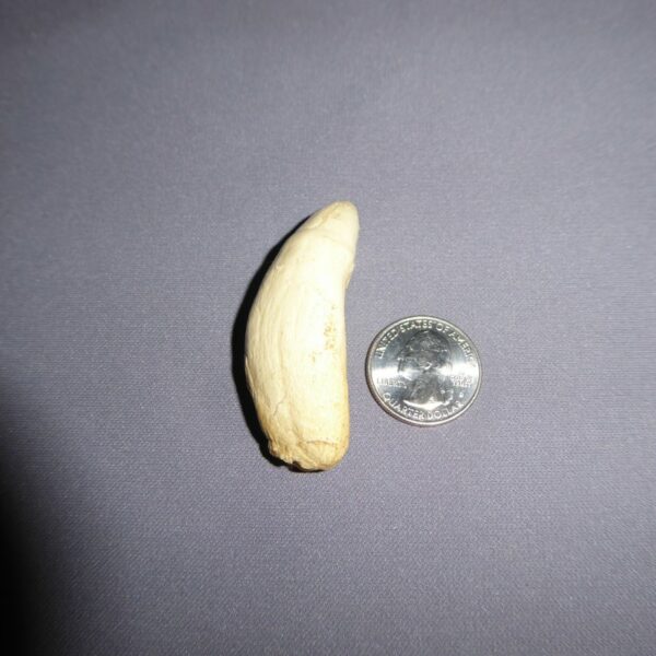 false killer whale tooth replica T318