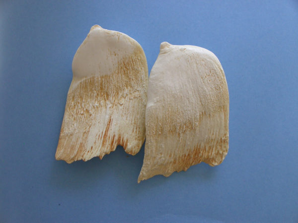 hubbs beaked whale tooth replicas