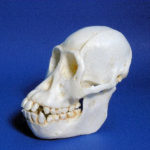sumatran-orangutan-female-skull-CA03100