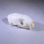 weasel-skull-replica-RS093