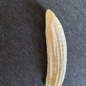 California Elephant Seal Canine tooth replica CA039