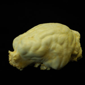 lynx rufus brain replica