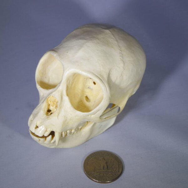 mona monkey female skull replica facing left RS603
