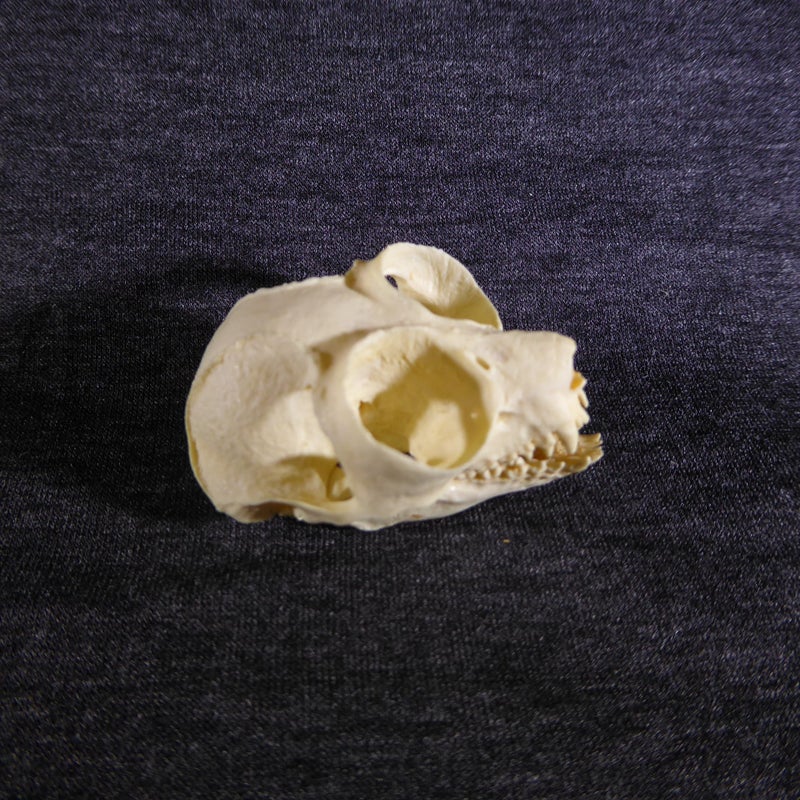 Pygmy-Slow-Loris-Skull-replica-facing-right-RS484
