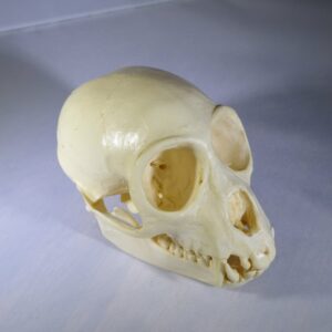 red eared monky skull replica facing right RS481