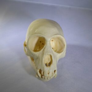 red eared monkey skull replica straight RS481