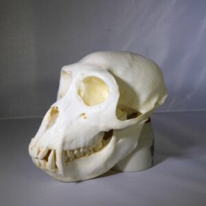 rhesus macaque monkey skull replica left RS613