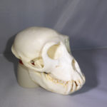 rhesus monkey skull replica