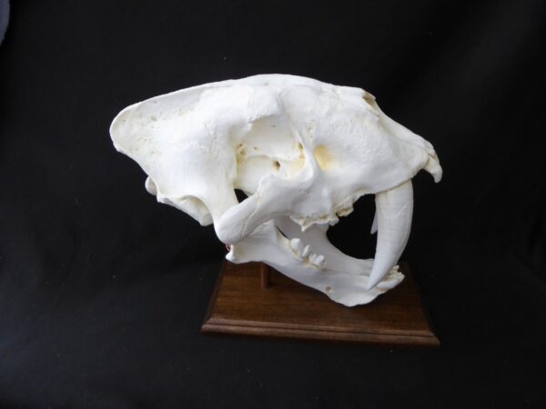 saber tooth cat skull replica a s024