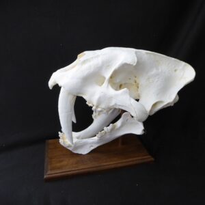 saber tooth cat skull replica b s024