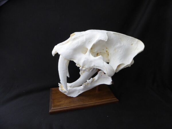 saber tooth cat skull replica b s024