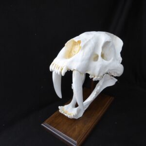 saber tooth cat skull replica c s024a