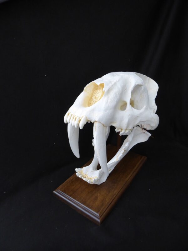 saber tooth cat skull replica c s024a