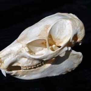 southern tree hyrax skull replica ca23252