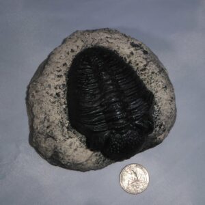 trilobite phacops rana africana quarter P056