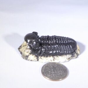 trilobite phacops rana matrix bright p008