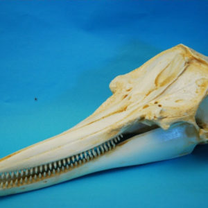 tucuxi gray river dolphin skull