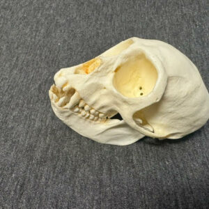 vervet female monkey skull replica carb1027