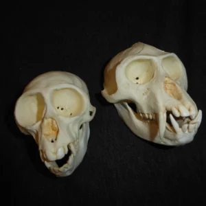 Vervet monkey female and male skull replicas. Museum-quality polyurethane resin casts.